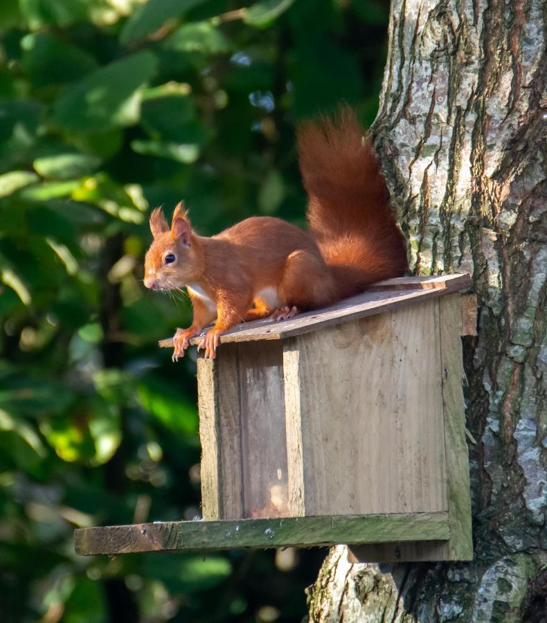 Red Squirrel Holiday Home In The Countryside, 10 Mins To Lligwy Beach Llandyfrydog Kültér fotó